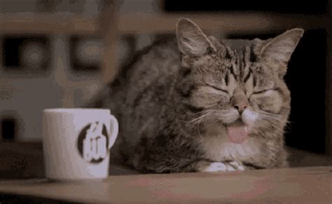 Cats And Coffee GIFs 